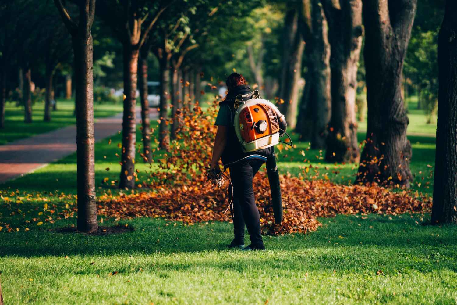 Dead Tree Removal in Collierville, CA